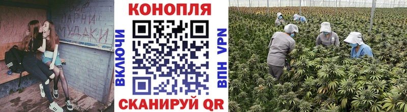 Купить наркоту Выборг ГАШ  Бошки Шишки  Меф мяу мяу 